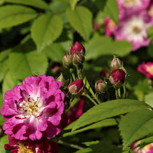 Rosa  Perennial Blue - fioletowo - biały - róże pnące ramblery